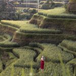 One Day Trip Ubud Hidden Waterfall & Tegalalang Rice Terrace (18)