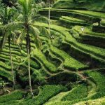 One Day Trip Ubud Hidden Waterfall & Tegalalang Rice Terrace (20)